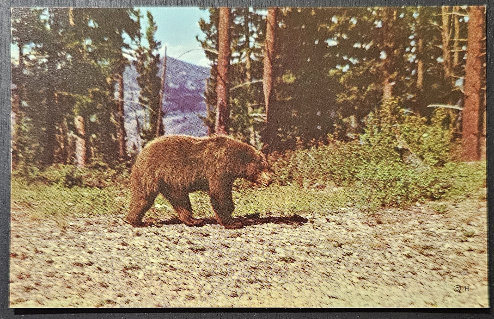 (image for) postcard USA - WY - Wyoming #0015